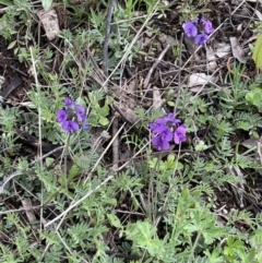 Swainsona behriana at Paddys River, ACT - 2 Oct 2021