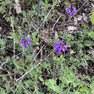 Swainsona behriana at Paddys River, ACT - 2 Oct 2021