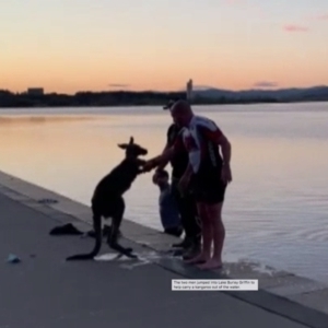 Macropus giganteus at Parkes, ACT - 21 Sep 2021