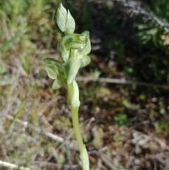 Hymenochilus sp. (A Greenhood Orchid) at Mount Majura - 6 Oct 2021 by Lou