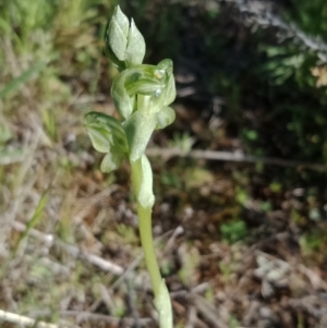 Hymenochilus sp. at Mount Majura - suppressed