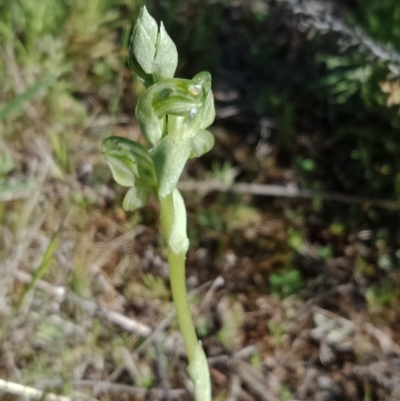 Hymenochilus sp. (A Greenhood Orchid) at Watson, ACT - 6 Oct 2021 by Lou