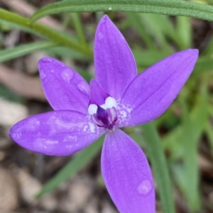 Glossodia major at Fadden, ACT - suppressed