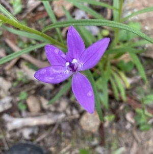 Glossodia major at Fadden, ACT - suppressed