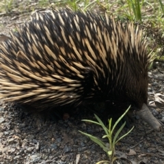 Tachyglossus aculeatus at Pearce, ACT - 11 Oct 2021 03:31 PM