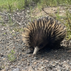 Tachyglossus aculeatus at Pearce, ACT - 11 Oct 2021