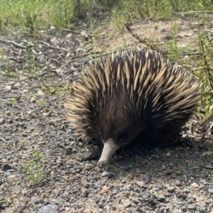 Tachyglossus aculeatus at Pearce, ACT - 11 Oct 2021 03:31 PM