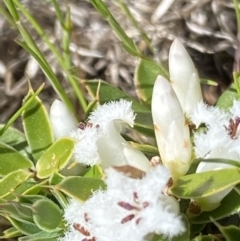 Leucopogon fraseri (Sharp Beard-heath) at Mount Clear, ACT - 9 Oct 2021 by RAllen