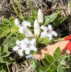 Styphelia nesophila at Mount Clear, ACT - 9 Oct 2021