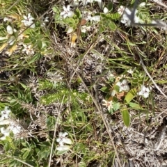 Leucopogon fraseri at Mount Clear, ACT - 9 Oct 2021