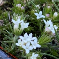 Asperula scoparia (Prickly Woodruff) at Namadgi National Park - 9 Oct 2021 by RAllen