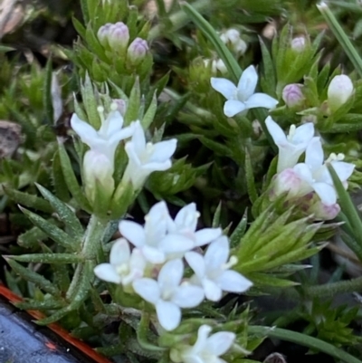 Asperula scoparia (Prickly Woodruff) at Mount Clear, ACT - 9 Oct 2021 by RAllen