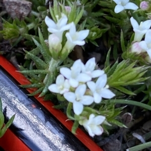 Asperula scoparia at Mount Clear, ACT - 9 Oct 2021