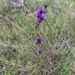 Linaria pelisseriana (Pelisser's Toadflax) at Black Mountain - 11 Oct 2021 by Jenny54