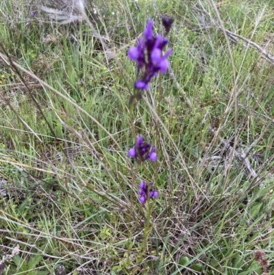 Linaria pelisseriana (Pelisser's Toadflax) at Molonglo Valley, ACT - 12 Oct 2021 by Jenny54