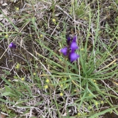 Linaria pelisseriana at Molonglo Valley, ACT - 12 Oct 2021 10:47 AM