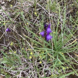 Linaria pelisseriana at Molonglo Valley, ACT - 12 Oct 2021