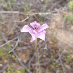 Glossodia major at Stromlo, ACT - 12 Oct 2021