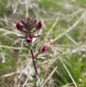 Parentucellia latifolia at Stromlo, ACT - 10 Oct 2021