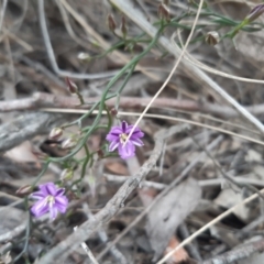 Thysanotus patersonii (Twining Fringe Lily) at Stromlo, ACT - 9 Oct 2021 by mlech