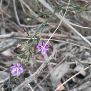 Thysanotus patersonii at Stromlo, ACT - 10 Oct 2021 09:55 AM