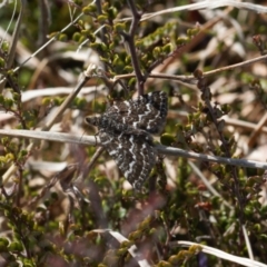 Chrysolarentia melanchlaena (Dark-cloaked Carpet) at Mount Clear, ACT - 9 Oct 2021 by RAllen