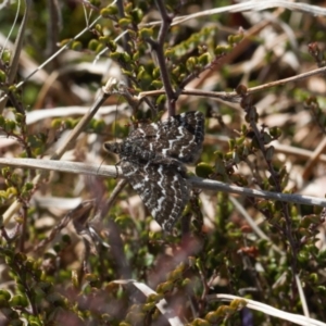 Chrysolarentia melanchlaena at Mount Clear, ACT - 9 Oct 2021