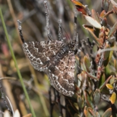 Chrysolarentia melanchlaena at Mount Clear, ACT - 9 Oct 2021