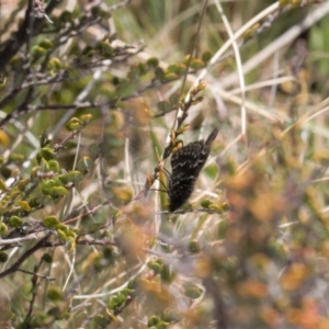 Chrysolarentia melanchlaena at Mount Clear, ACT - 9 Oct 2021