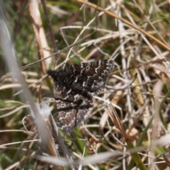 Chrysolarentia melanchlaena at Mount Clear, ACT - 9 Oct 2021