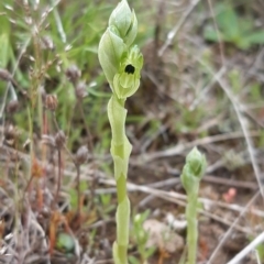 Hymenochilus bicolor (Black-tip Greenhood) at Goorooyarroo NR (ACT) - 11 Oct 2021 by mlech