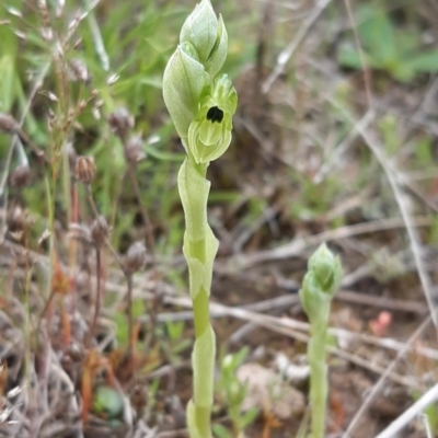 Hymenochilus bicolor (ACT) = Pterostylis bicolor (NSW) (Black-tip Greenhood) at Throsby, ACT - 12 Oct 2021 by mlech