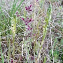 Hymenochilus bicolor (ACT) = Pterostylis bicolor (NSW) at Throsby, ACT - 12 Oct 2021