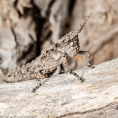 Coryphistes ruricola (Bark-mimicking Grasshopper) at Black Mountain - 11 Oct 2021 by Roger