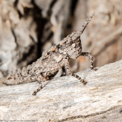 Coryphistes ruricola (Bark-mimicking Grasshopper) at Black Mountain - 11 Oct 2021 by Roger