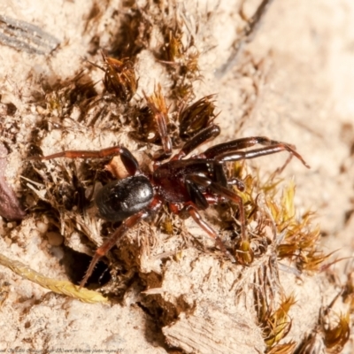 Unidentified Other hunting spider at Yarralumla, ACT - 11 Oct 2021 by Roger