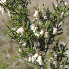 Cryptandra amara (Bitter Cryptandra) at Theodore, ACT - 22 Sep 2021 by MichaelBedingfield