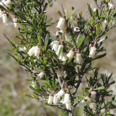 Cryptandra amara (Bitter Cryptandra) at Theodore, ACT - 22 Sep 2021 by MichaelBedingfield