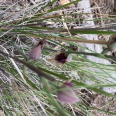 Calochilus platychilus (Purple Beard Orchid) at Molonglo Valley, ACT - 12 Oct 2021 by Jenny54