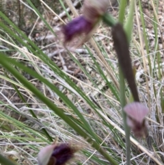 Calochilus platychilus at Molonglo Valley, ACT - 12 Oct 2021