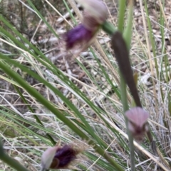 Calochilus platychilus at Molonglo Valley, ACT - suppressed