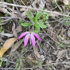 Caladenia sp. (A Caladenia) at Molonglo Valley, ACT - 12 Oct 2021 by Jenny54