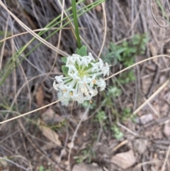 Pimelea linifolia (Slender Rice Flower) at Black Mountain - 12 Oct 2021 by Jenny54