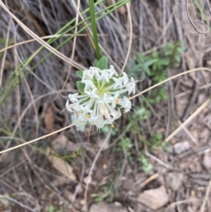 Pimelea linifolia at Molonglo Valley, ACT - 12 Oct 2021 11:28 AM