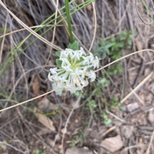 Pimelea linifolia at Molonglo Valley, ACT - 12 Oct 2021