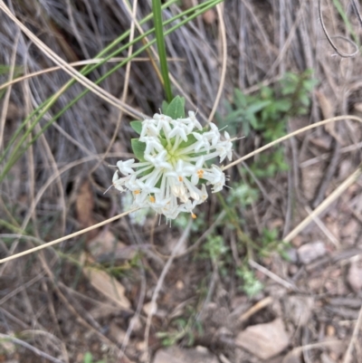 Pimelea linifolia (Slender Rice Flower) at Molonglo Valley, ACT - 12 Oct 2021 by Jenny54