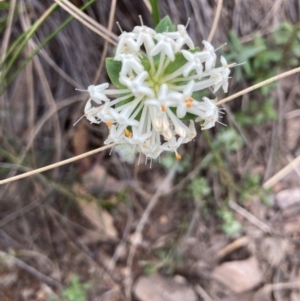 Pimelea linifolia at Molonglo Valley, ACT - 12 Oct 2021