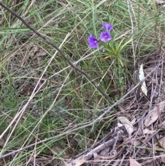 Solanum linearifolium/aviculare (Kangaroo Apple) at Molonglo Valley, ACT - 12 Oct 2021 by Jenny54