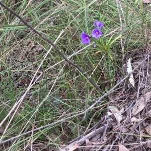 Solanum linearifolium/aviculare at Molonglo Valley, ACT - 12 Oct 2021