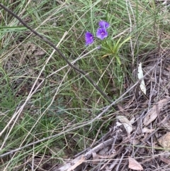 Solanum linearifolium/aviculare at Molonglo Valley, ACT - 12 Oct 2021